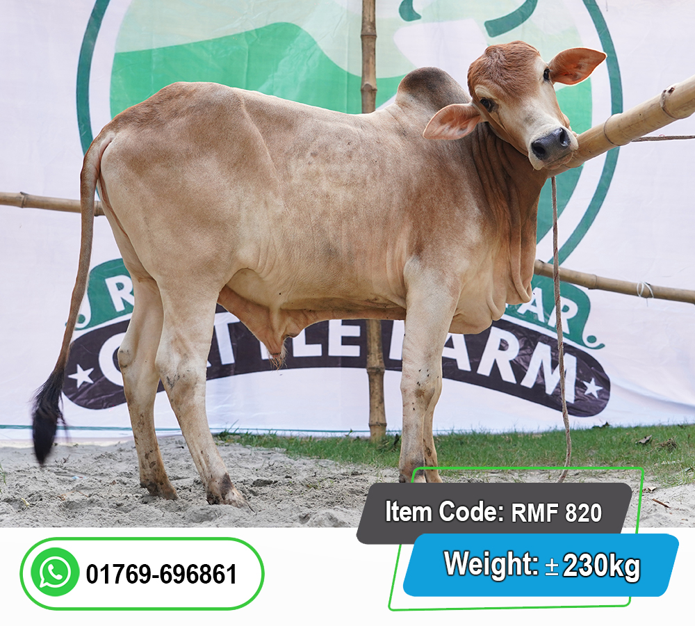 Picture of Local Bull (দেশি ষাঁড়) 230KG