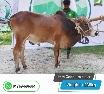 Picture of Local Bull (দেশি ষাঁড়) 235KG