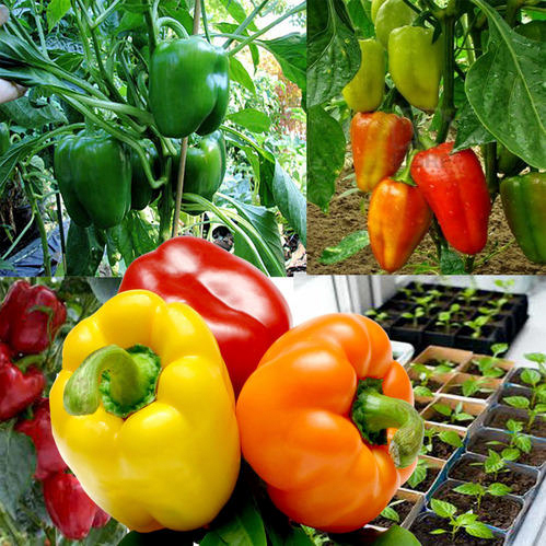 Picture of Capsicum / Capcicum Hybrid Green / Red Mix Seed (25 Seeds)