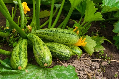 Picture of Squash Seed 10 pcs Hybrid - Mix Color