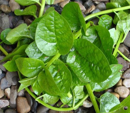 Picture of Pui Sak Seed - 08 Gram Seed All Season Hybrid