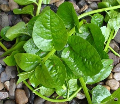 Picture of Pui Sak Seed - 08 Gram Seed All Season Hybrid