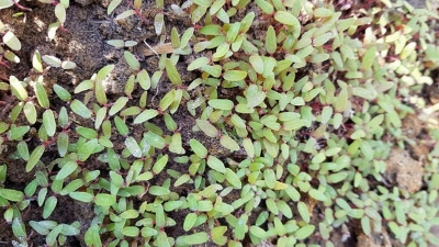 Picture of Lal Sak -10 gm Seed - All Season (8000+ Seed)