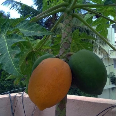 Picture of পেপে (Papaya seeds) বারমাসি হাইব্রিড জাতের ২৫+ বিজ papaya 25+ seeds