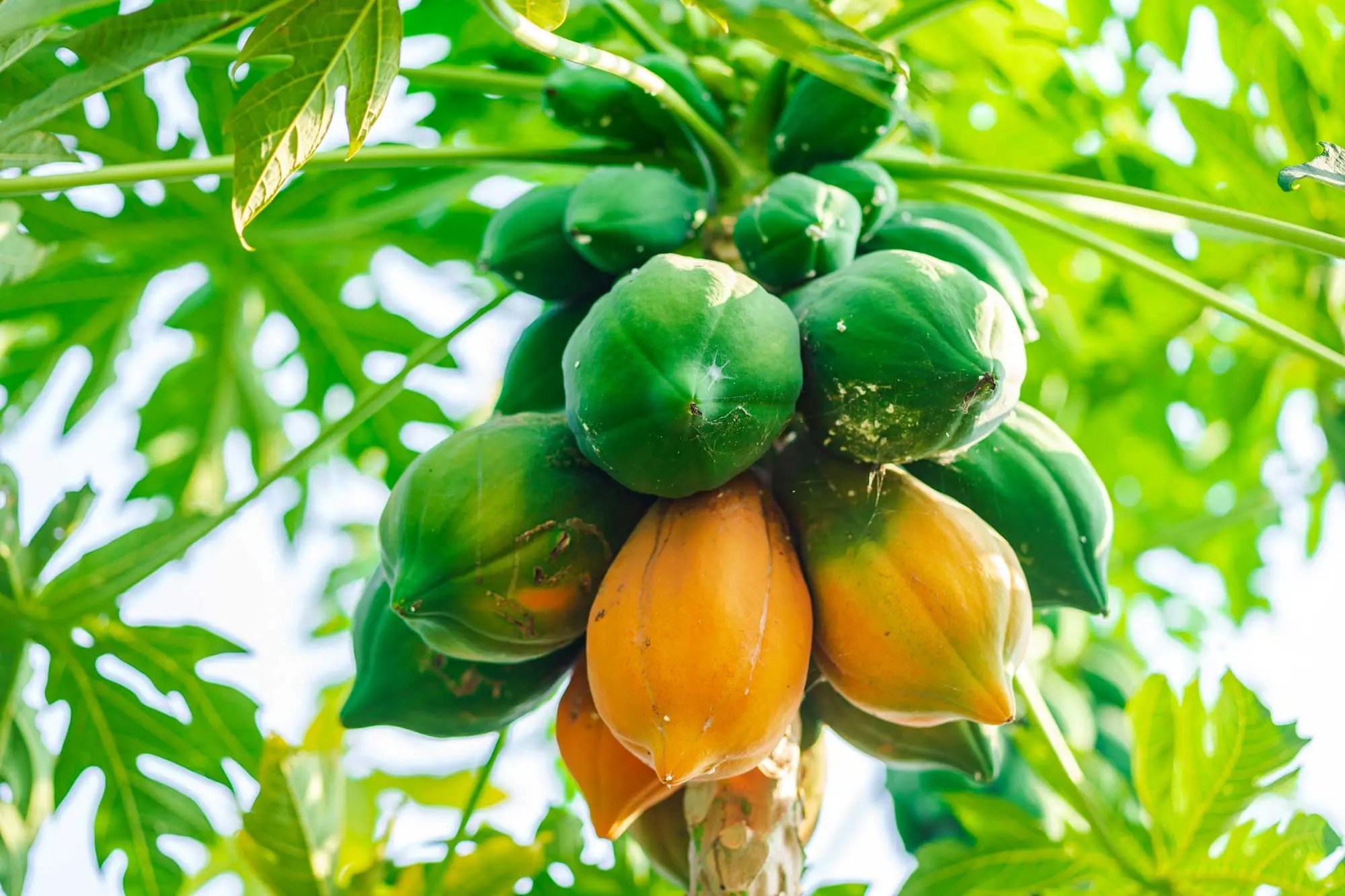Picture of পেপে (Papaya seeds) বারমাসি হাইব্রিড জাতের ২৫+ বিজ papaya 25+ seeds