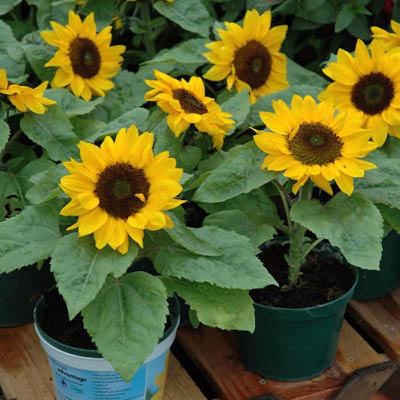 Picture of Sunflower Seed 100 pcs Hybrid All Sesaon