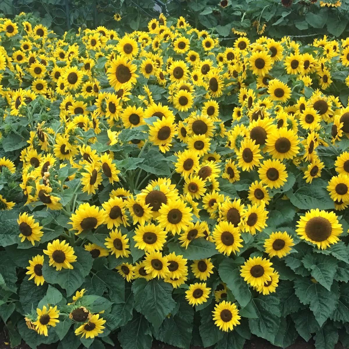 Picture of Sunflower Seed 100 pcs Hybrid All Sesaon