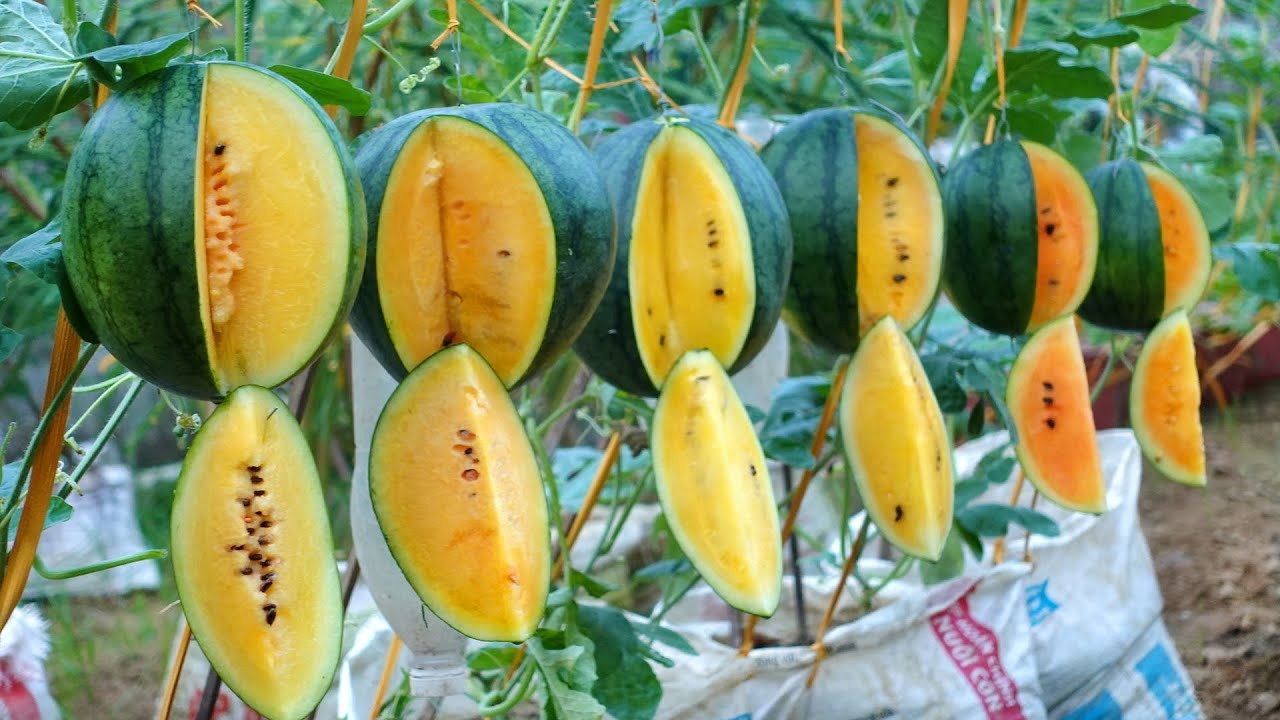 Picture of Watermelon Yellow 07 pcs Seeds - Hybrid all season organic seed