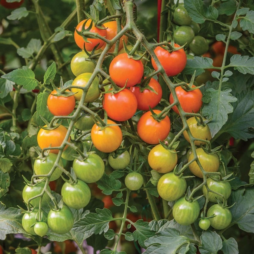 Picture of Cherry Tomato Red Color - 20 pcs Seed F1 Hybrid