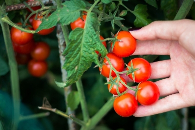 Picture of Cherry Tomato Red Color - 20 pcs Seed F1 Hybrid