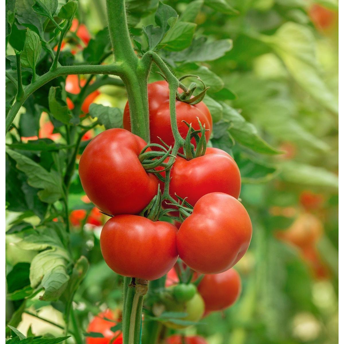 Picture of Tomato Seed 100pcs Seed - হাইব্রিড টমাটো বিজ ১০০ টি