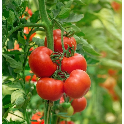 Picture of Tomato Seed 100pcs Seed - হাইব্রিড টমাটো বিজ ১০০ টি