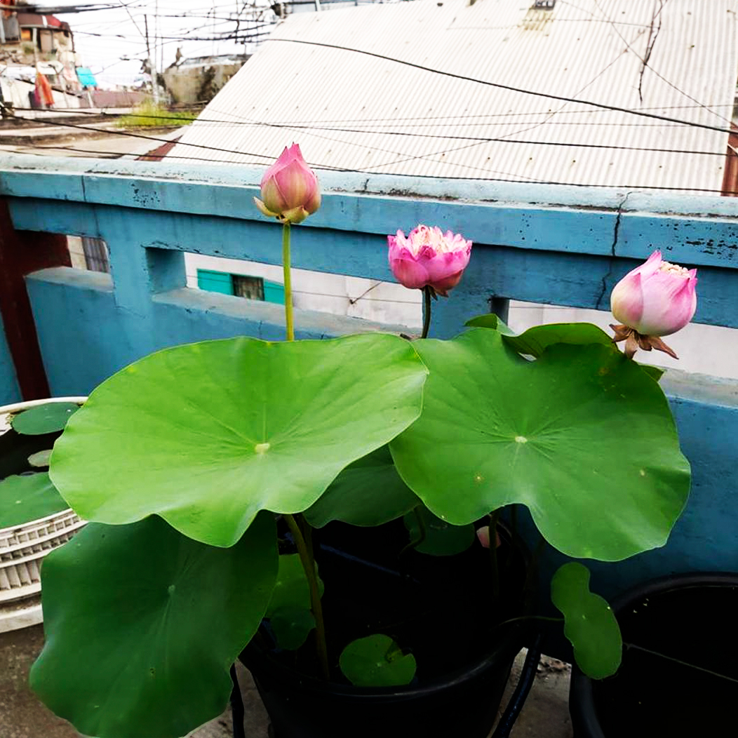 Picture of Lotus Flower Seed 5 pcs - Mix Color