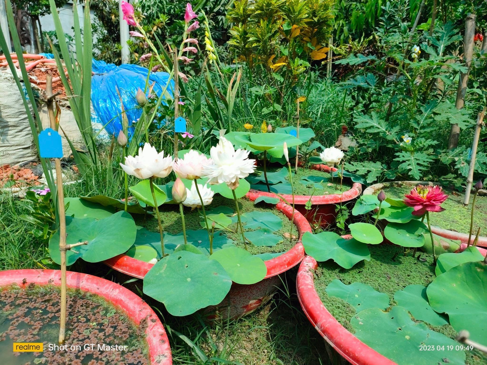 Picture of Lotus Flower Seed 5 pcs - Mix Color