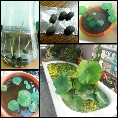 Picture of Lotus Flower Seed 5 pcs - Mix Color