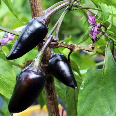 Picture of Black Chilli Seed - 25+ pcs All Season
