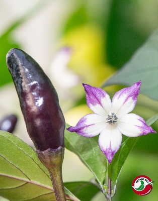 Picture of Black Chilli Seed - 25+ pcs All Season