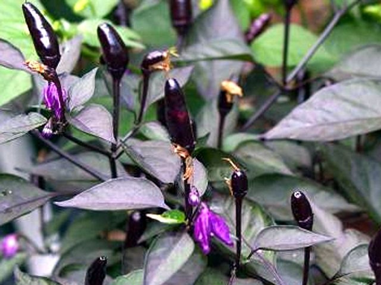 Picture of Black Chilli Seed - 25+ pcs All Season