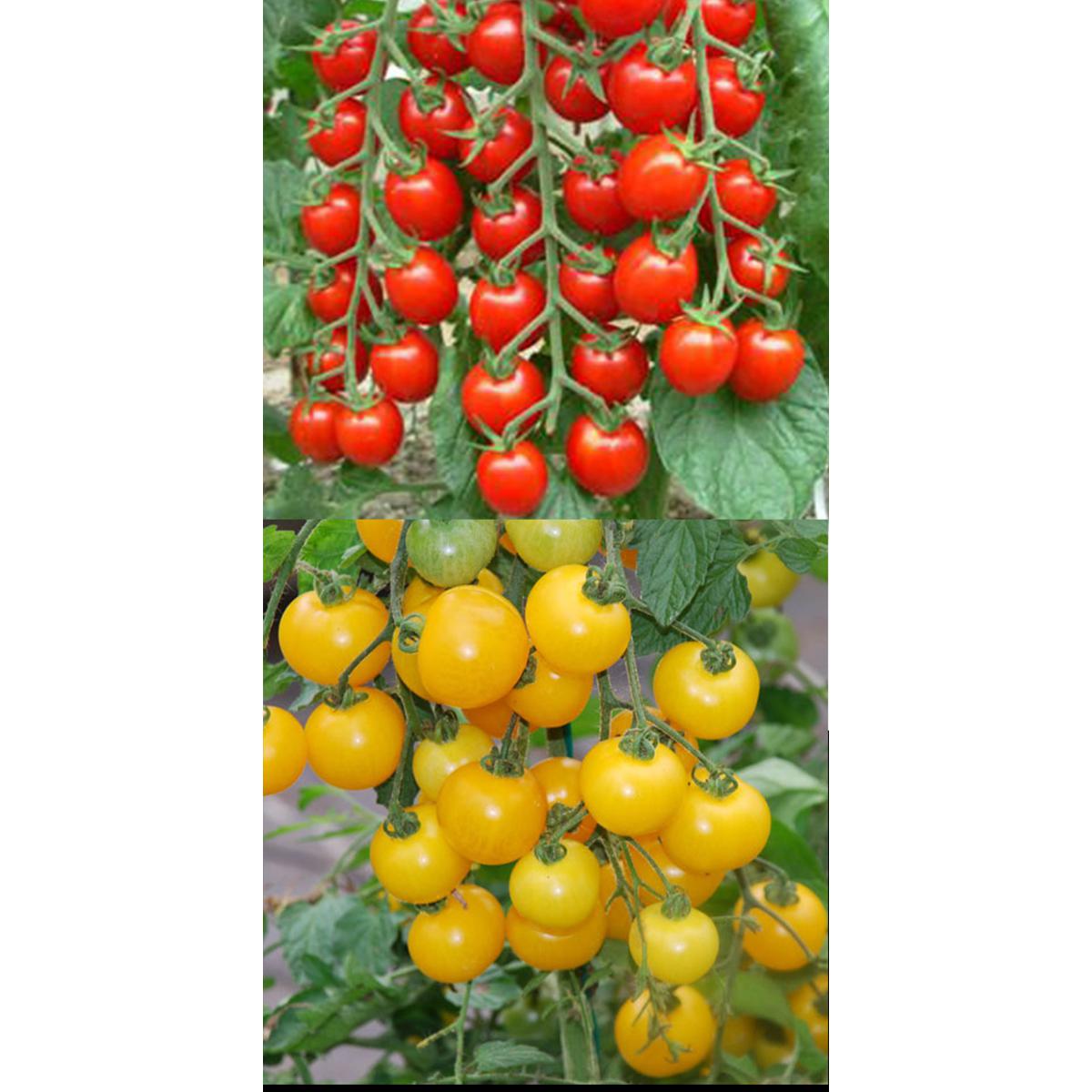 Picture of Imported Cherry Tomato Seed Combo Pack -  -20 pcs each - Red and Yellow