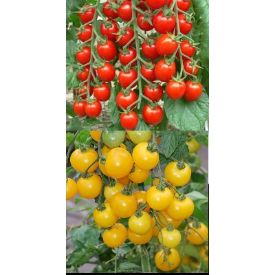 Picture of Imported Cherry Tomato Seed Combo Pack -  -20 pcs each - Red and Yellow