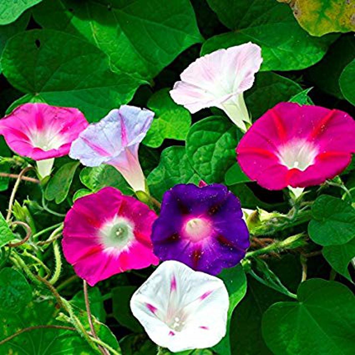 Picture of Morning Glory Flower Seed - 10+ Pcs Seed Mix Color All Season