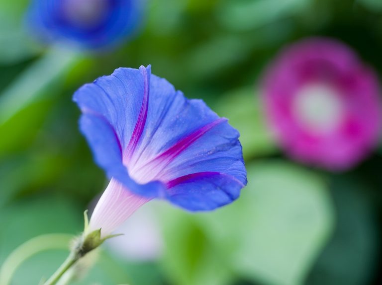Picture of Morning Glory Flower Seed - 10+ Pcs Seed Mix Color All Season