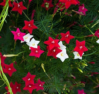 Picture of Kunjo Flower Seed (কুঞ্জফুল বিজ ) - 10 pcs Seed - 3 Color Mix