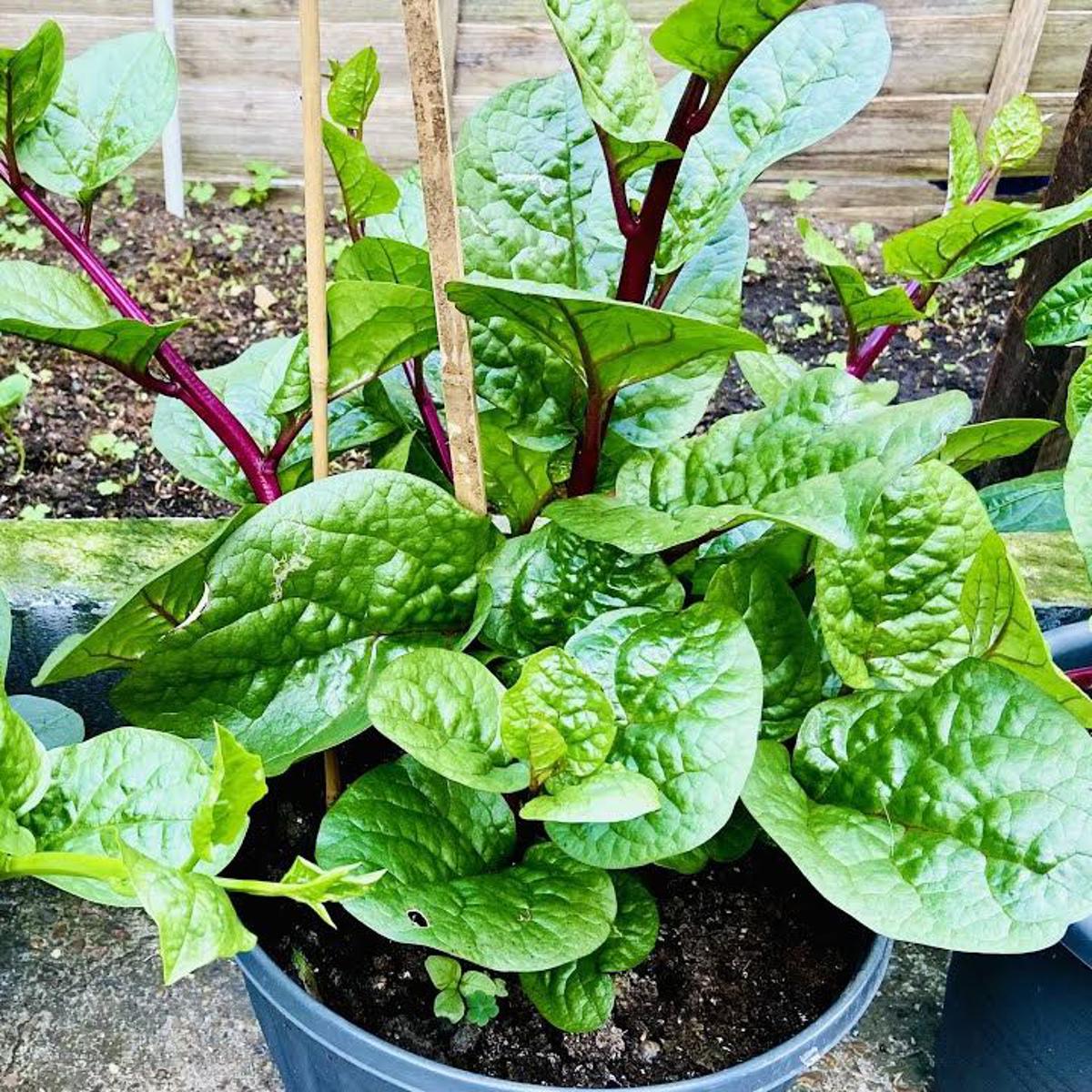 Picture of পুইশাকের বিজ / Pui Sak Seed - 20 Gram Seed All Season Hybrid