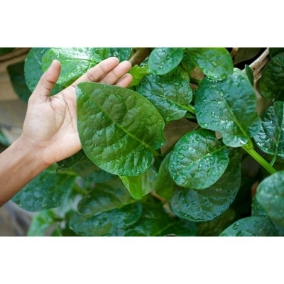 Picture of পুইশাকের বিজ / Pui Sak Seed - 20 Gram Seed All Season Hybrid