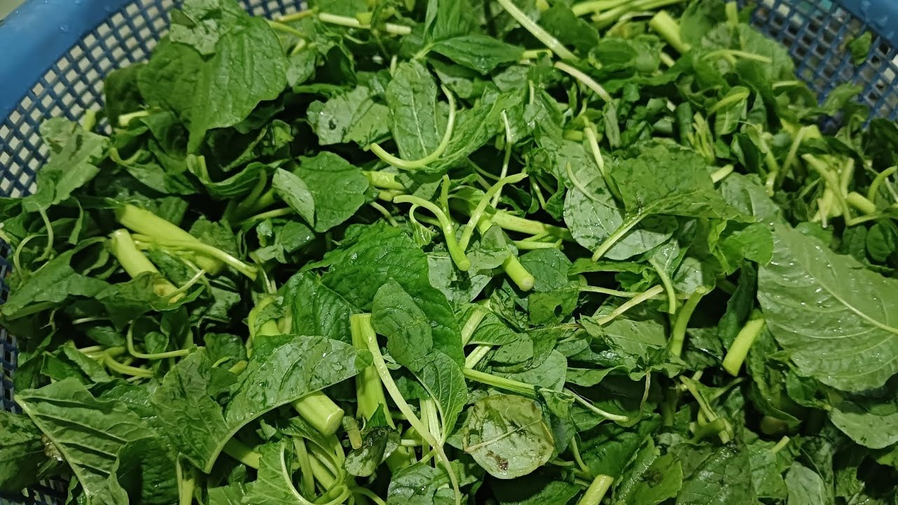 Picture of ঘি কাঞ্চন বা সাদা শাকের বিজ - ১০ গ্রাম বীজ মিনি রিপ্যাক