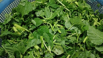 Picture of ঘি কাঞ্চন বা সাদা শাকের বিজ - ১০ গ্রাম বীজ মিনি রিপ্যাক