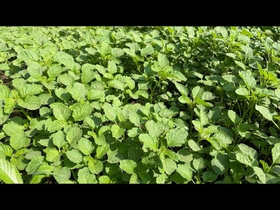 Picture of ঘি কাঞ্চন বা সাদা শাকের বিজ - ১০ গ্রাম বীজ মিনি রিপ্যাক