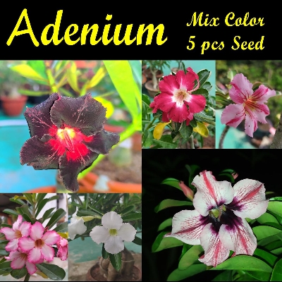 Picture of Adenium Bonsai Obesum 05 pcs Seed Mix Color Single Petal