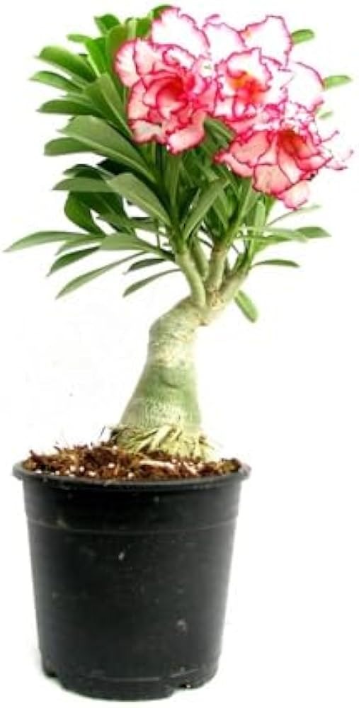 Picture of Adenium Bonsai Obesum 05 pcs Seed Mix Color Single Petal
