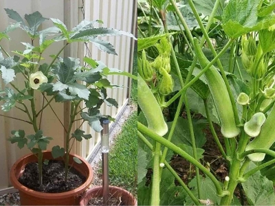 Picture of Dheros - ঢেড়স বীজ ৩৫+ পিস বীজ হাইব্রিড জাত বারোমাসি