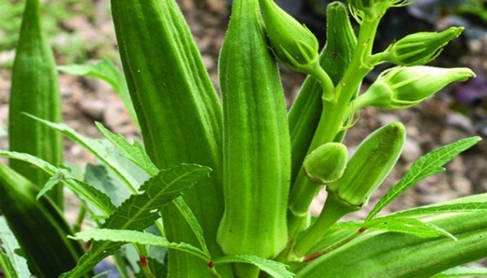 Picture of Dheros - ঢেড়স বীজ ৩৫+ পিস বীজ হাইব্রিড জাত বারোমাসি