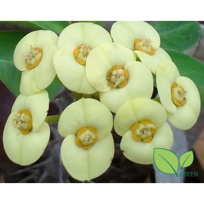 Picture of Katamukut - Euphorbia Mili (yellow -Himu)