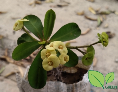 Picture of Katamukut - Euphorbia Mili (yellow -Himu)