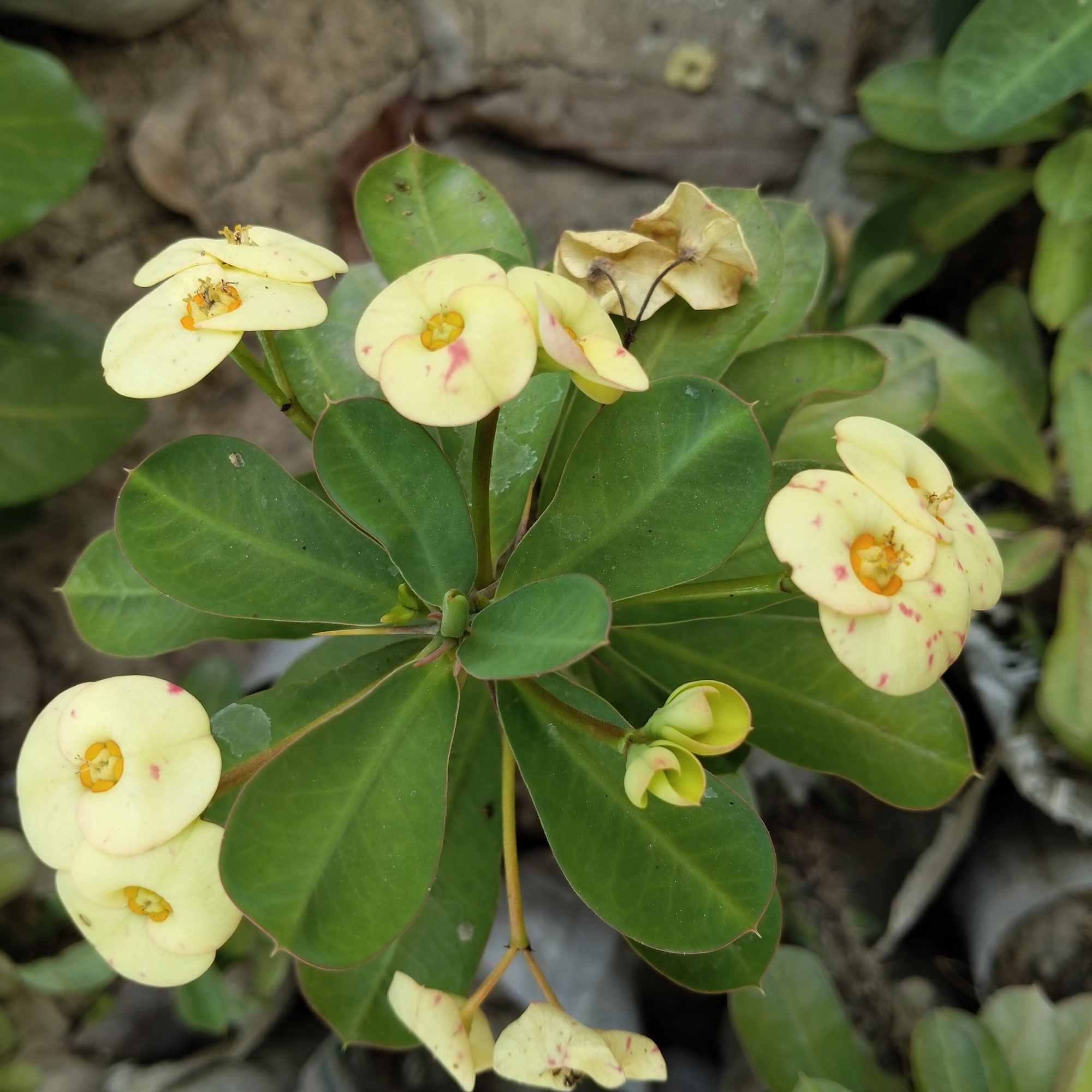 Picture of Katamukut - Euphorbia Mili (yellow -Himu)