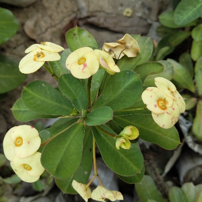 Picture of Katamukut - Euphorbia Mili (yellow -Himu)