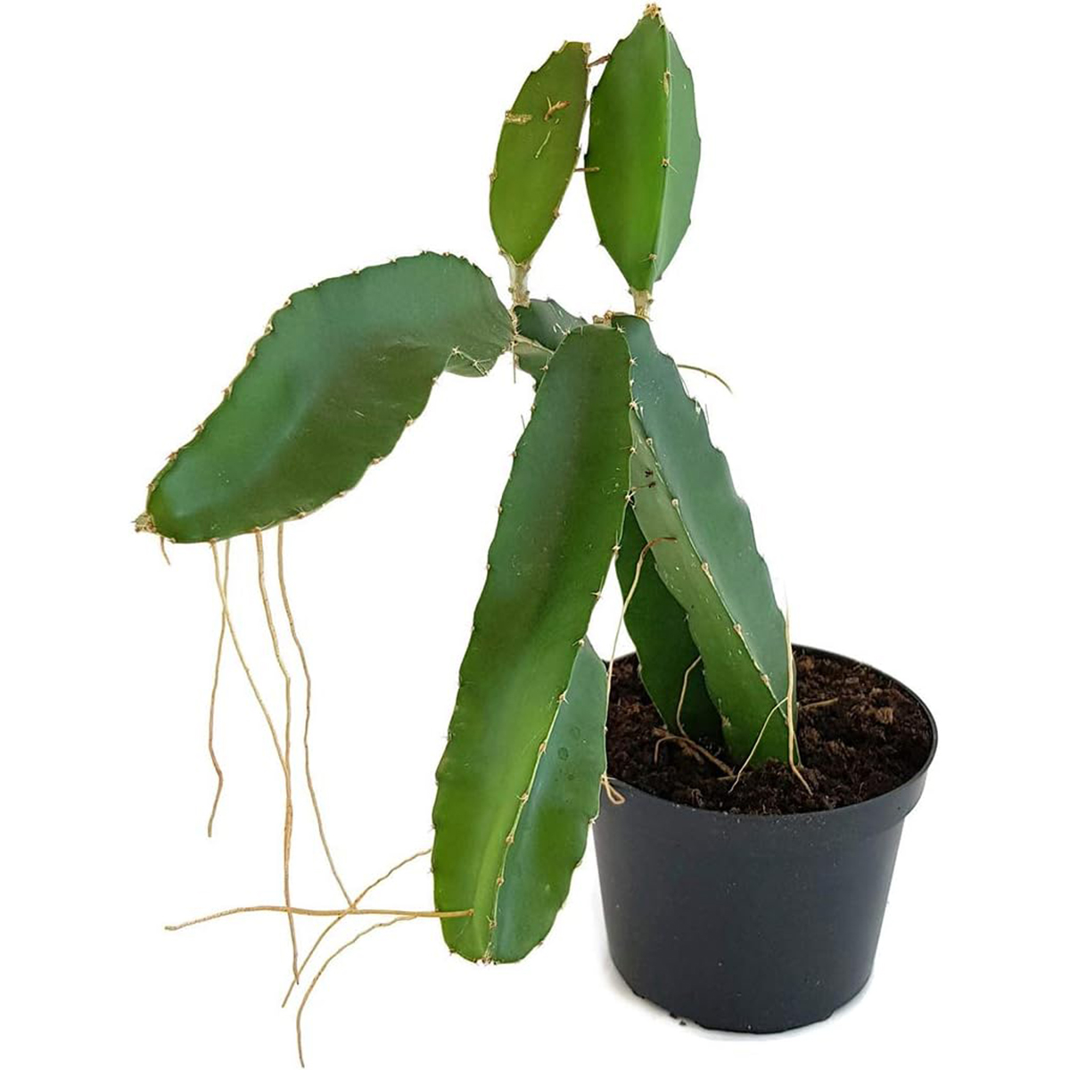 Picture of Dragon Fruit Plant rooted 12 inch size