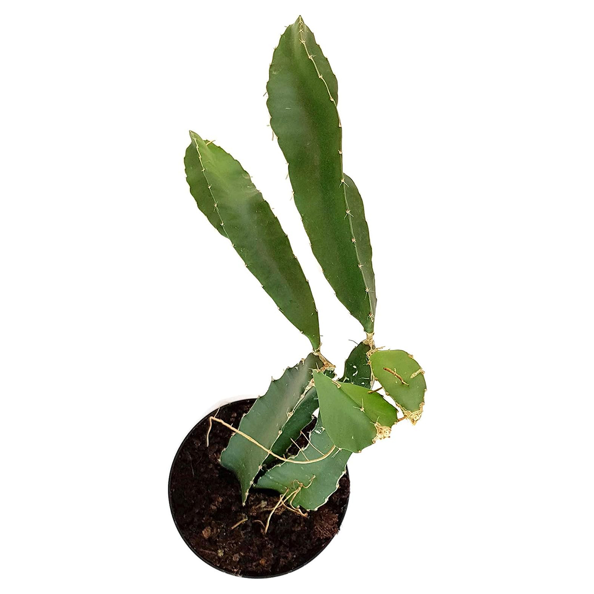 Picture of Dragon Fruit Plant rooted 12 inch size