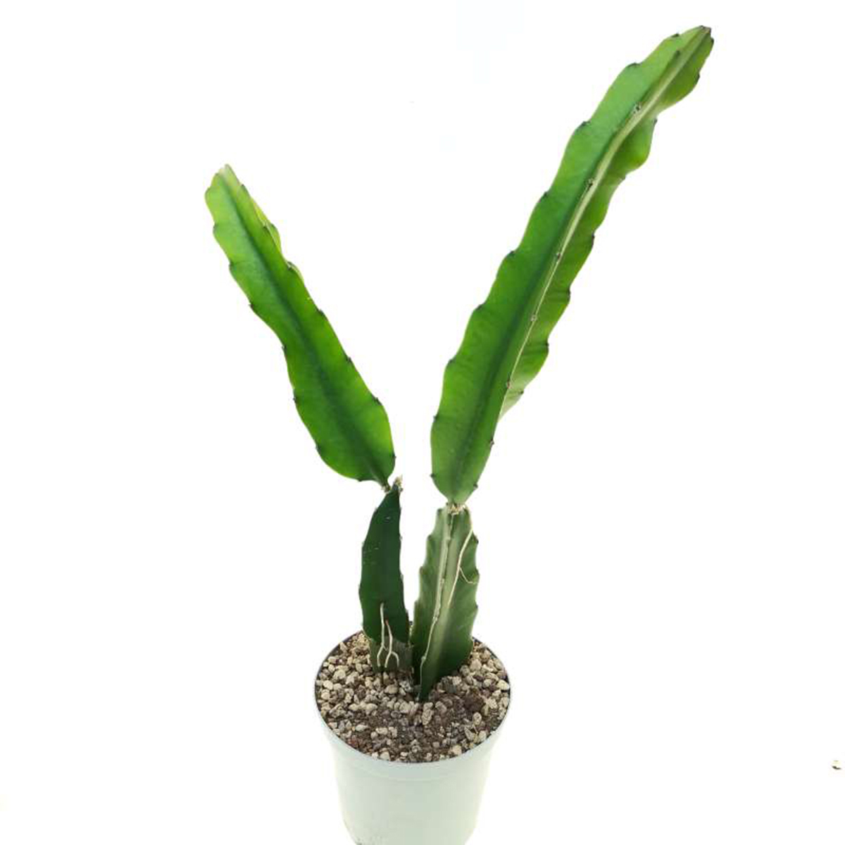Picture of Dragon Fruit Plant rooted 12 inch size