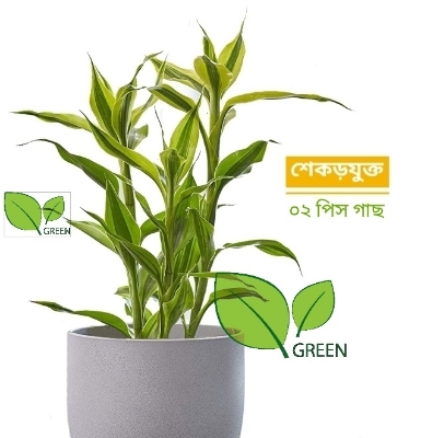 Picture of Lucky Bamboo Plant (rooted 02 pieces)