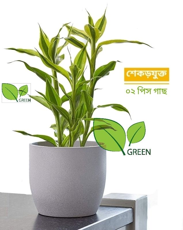 Picture of Lucky Bamboo Plant (rooted 02 pieces)