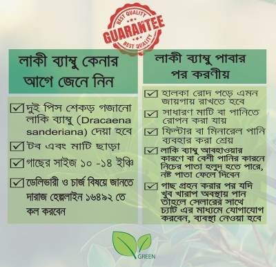 Picture of Lucky Bamboo Plant (rooted 02 pieces)