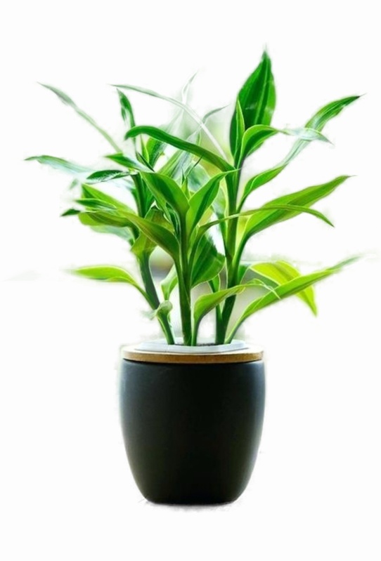 Picture of Lucky Bamboo Plant (rooted 02 pieces)