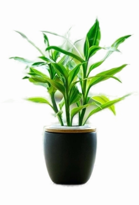 Picture of Lucky Bamboo Plant (rooted 02 pieces)