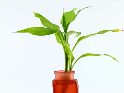 Picture of Lucky Bamboo Plant (rooted 02 pieces)