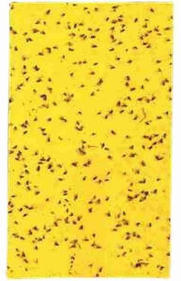 Picture of Yellow sticky insect trap natural insect trap